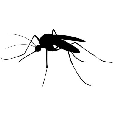 black mosquito silhouette isolated on white background