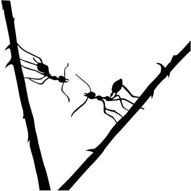 Ants, weaving ants, photo of two ants fighting over a black ant carcass
