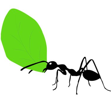 Leafcutter ants are carrying leaves to their nest.