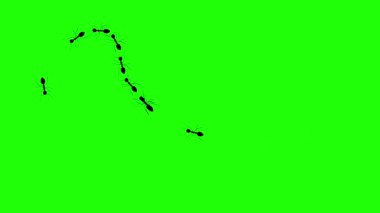 9 karınca. Bir sıra işçi karınca yiyecek arayışında. Takım çalışmasını, topluluğu ve doğadaki birliği sembolize ediyor. Yeşil arkaplanda canlandırılmış video