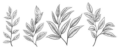 Çiçek dalı ve minimalist yapraklar. El yapımı düğün otları, zarif kır çiçekleri. Baskı, kapak veya duvar kağıdı için en küçük çizgi çizimi