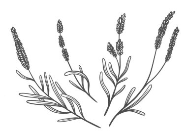 Çiçek dalı ve minimalist yapraklar. El yapımı düğün otları, zarif kır çiçekleri. Baskı, kapak veya duvar kağıdı için en küçük çizgi çizimi