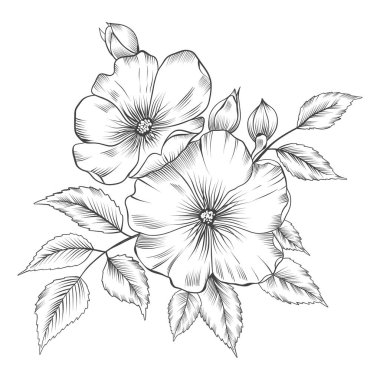 Gül vektör çizimi. Bir gülün siyah ve beyaz çiçek vektör çizimi. El yapımı düğün otları, zarif kır çiçekleri. Baskı, kapak veya duvar kağıdı için en küçük çizgi çizimi