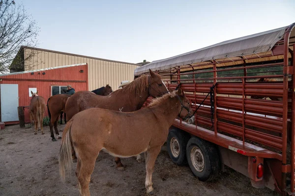 Glenwood New Mexico Oktober 2022 Hästar Sadlade Upp Inhägnad Vid — Stockfoto