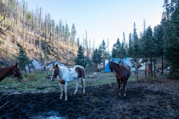 New Mexico Nun Gila Ulusal Ormanı Ndaki Bir Kampında Atlar — Stok fotoğraf