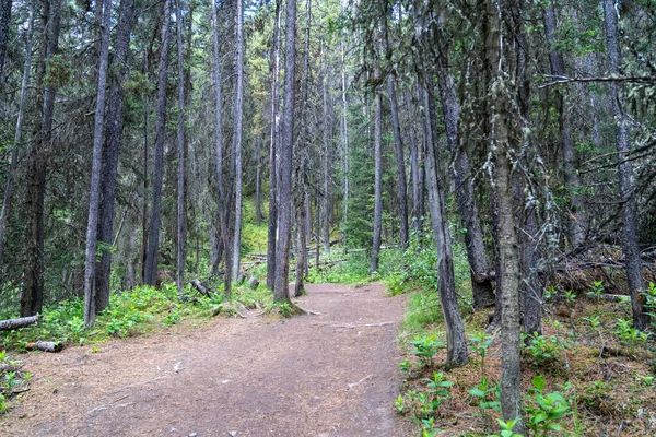 ジョンストンキャニオンのインクポットにつながる木の歩道 バンフ国立公園カナダ — ストック写真