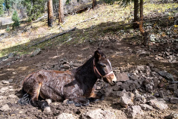 Καφέ Άλογο Ξαπλώνει Στο Χώμα Ενώ Αλυσοδένεται Ένα Κάμπινγκ Χαλαρώνοντας — Φωτογραφία Αρχείου