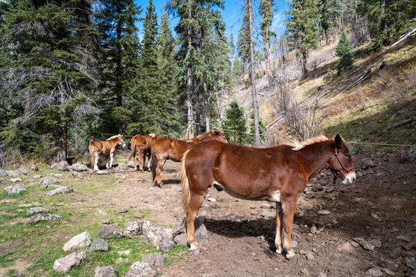 站在营地上的马群排成纵队 在新墨西哥州Gila国家森林拍摄 — 图库照片