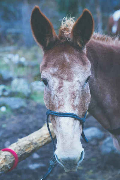 Häst Vid Ett Fållor Tittar Kameran Full Häst Ansikte Visas — Stockfoto
