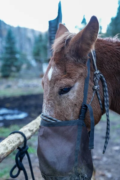 Häst Som Bär Matningssäck När Den Stationerad Vid Ett Fålla — Stockfoto