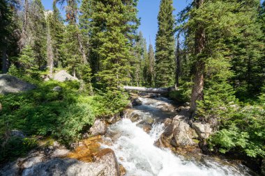 Grand Teton Ulusal Parkı 'ndaki Şelale Kanyonu boyunca akan dere.