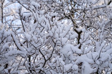Güneşli bir kış gününde ağaçların dalları karla kaplıydı.
