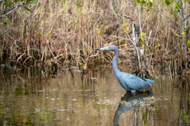 Little Blue Heron bird, also known as an Indian Hen, wades in the water at the Merritt Island National Wildlife Refuge in Florida