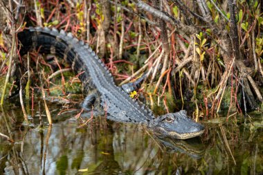 Small alligator waits in prey in the pond marsh in Florida