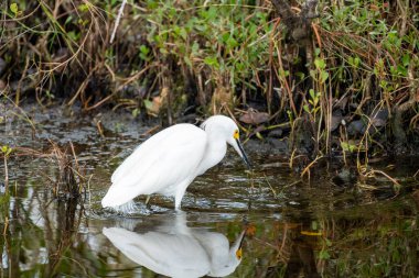 Snowy Egret bird wades in the calm water of the Merritt Island National Wildlife Refuge in Florida