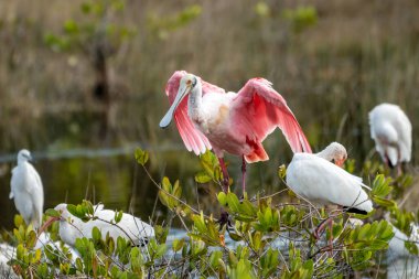 Roseate Spoonbill bird, a species of Ibises, at the Merritt Island National Wildlife Refuge in Florida