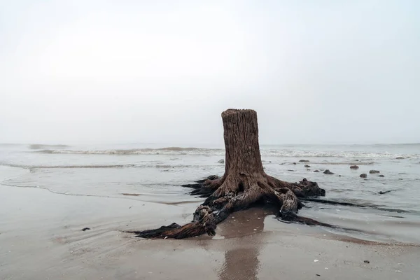 Sisli Bir Günde Jekyll Adası Georgia Driftwood Sahili Nde Büyük — Stok fotoğraf