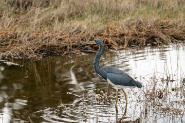 Tricolored Heron bird wades and hunts in the marsh, in Florida