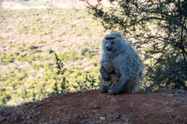 Mother baboon with baby sitting in the wild, in Kenya Africa clipart