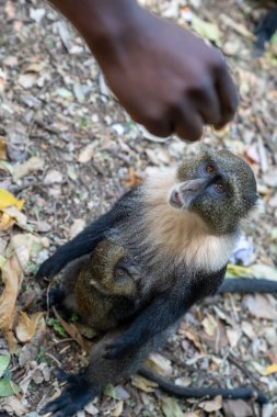 Anne ve bebek Syke Monkey Kenya 'daki City Park' ta elle beslenmek için bekliyorlar. Yavru maymuna odaklan