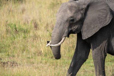 Büyük bir fil Kenya Afrika 'daki Masai Mara Ulusal Rezervi' nde çayırlarda yürüyor.