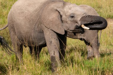 Fil ailesi Kenya Afrika 'daki Masai Mara' daki bir su birikintisinden su içiyor.
