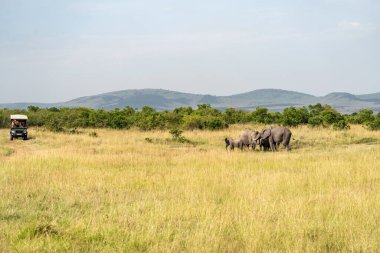 Safari arabası Kenya Afrika 'daki Masai Mara' daki bir su birikintisinden su içen fil aile sürüsüne hayran olmak için durur.