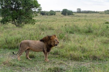 Aslan, Kenya, Afrika 'daki Masai Mara Rezervi' nde çimlerde dinleniyor. Yeleli erkek aslan.