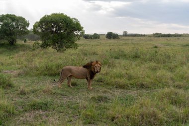 Aslan, Kenya, Afrika 'daki Masai Mara Rezervi' nde çimlerde dinleniyor. Yeleli erkek aslan.