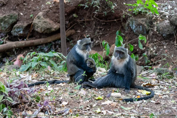 Familia Monos Syke Sienta Observa Parque Ciudad Nairobi — Foto de Stock
