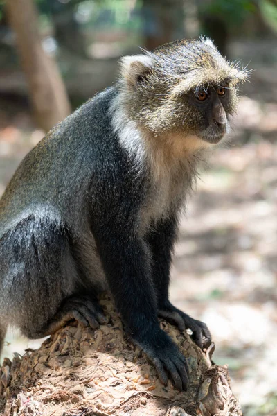 Syke Monkey Est Assis Dans City Park Nairobi Kenya Regardant — Photo