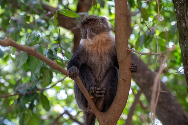 Syke Monkey Sitter Trädet Nairobi Kenya Afrika — Stockfoto