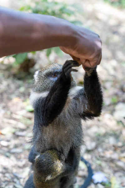 Extremt Selektiv Fokusbild Syke Monkey Som Matas City Park Nairobi — Stockfoto