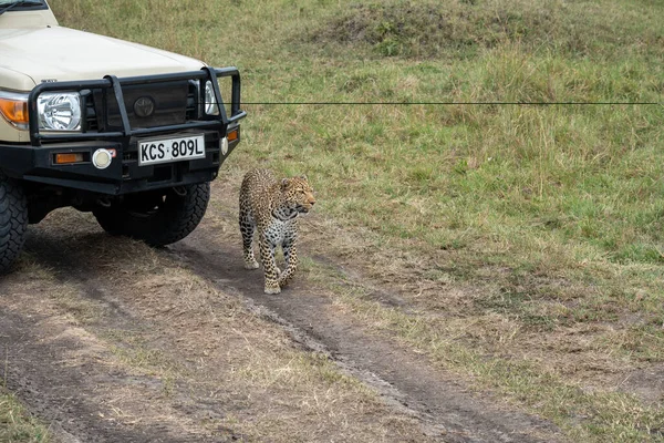 stock image Masai Mara, Kenya - March 9. 2023: Spotted leopard walks in front of a safari Land Cruiser vehicle