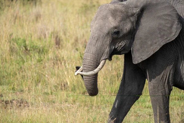 Grande Elefante Atravessa Savana Pastagem Reserva Nacional Masai Mara Quênia — Fotografia de Stock