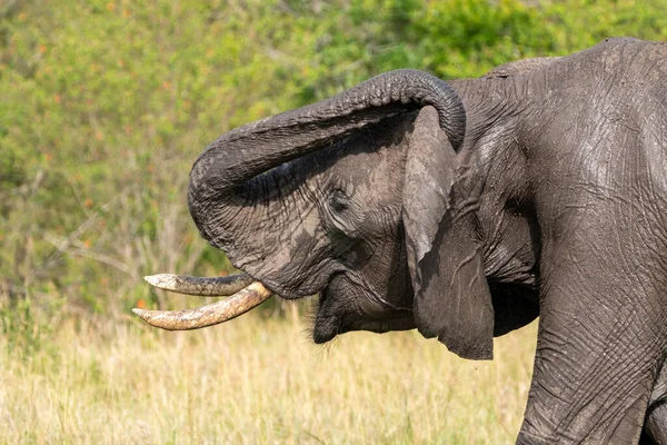 Perfil Lateral Elefante Coçar Orelhas Tomado Reserva Masai Mara Quênia — Fotografia de Stock