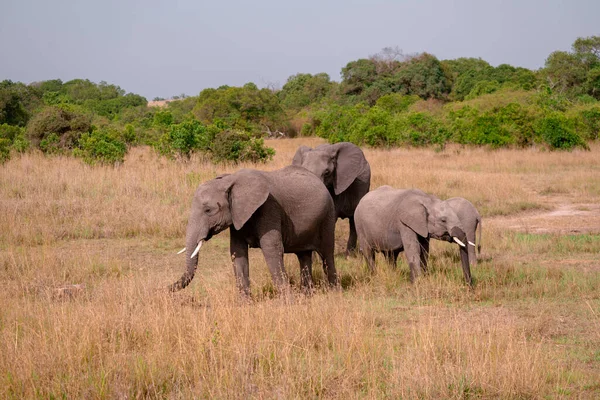 ケニアのマサイ マラ保護区のサバンナで象の放牧の家族 アフリカ — ストック写真