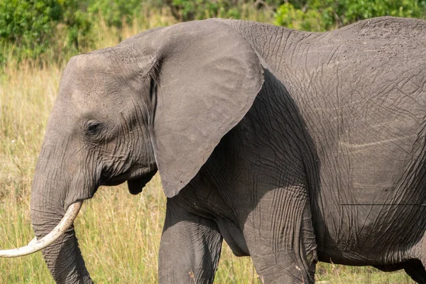 Side profile of a wild African elephant in the Masai Mara in Kenya