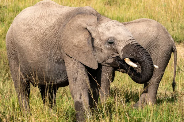 Elefantes Bebem Poço Água Reserva Masai Mara Quênia África — Fotografia de Stock