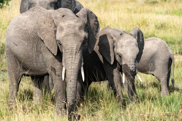 ケニアのマサイ マラ国立保護区の水飲み場からの象の家族の飲み物アフリカ — ストック写真