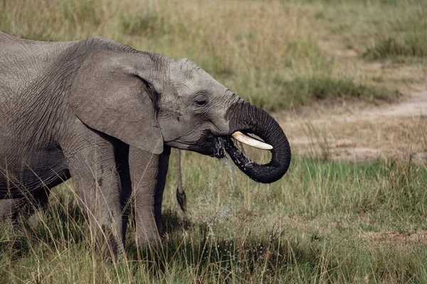 Ποτά Ελέφαντα Από Ένα Νερόλακκο Στο Masai Mara Στην Κένυα — Φωτογραφία Αρχείου