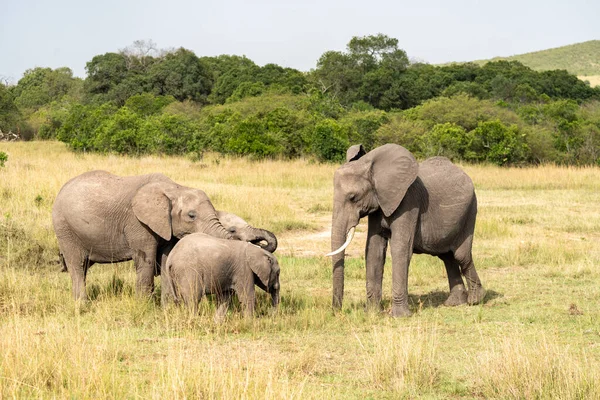 ケニアのマサイ マラ保護区の散水穴の周りに象の家族が集まりますアフリカ — ストック写真