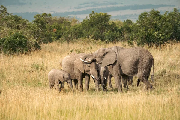 ケニアのマサイマラの散水穴から象の家族の群れが飲み物を取りますアフリカ — ストック写真