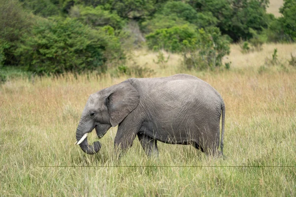 Side profile portrait of a baby African Elephant in Masai Mara in Kenya