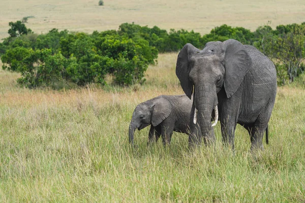 Elephant mother and baby grazing in the Masai Mara reserve in Kenya, Africa