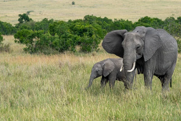 Африканские Слоны Пьющие Водопоя Масаи Мара Кении — стоковое фото