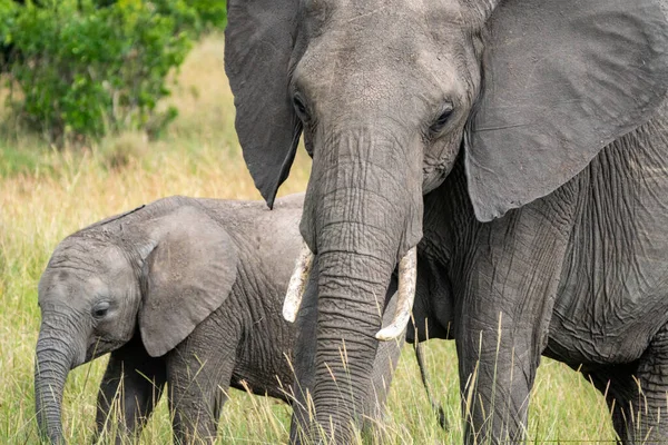 ケニアのマサイ マラ保護区の象の母親と赤ちゃんの放牧 アフリカ — ストック写真