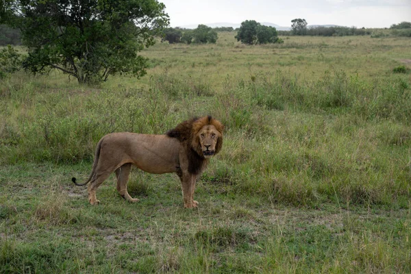 狮子站在肯尼亚马赛马拉的草地上 看着镜头 — 图库照片