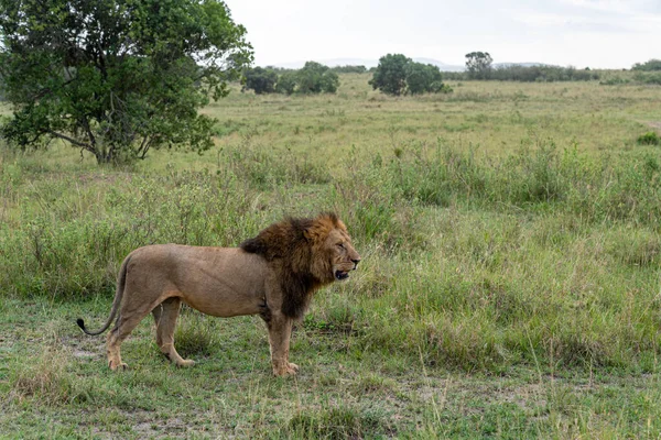 狮子在肯尼亚的马赛马拉保护区的草丛中休息 有鬃毛的雄狮 — 图库照片