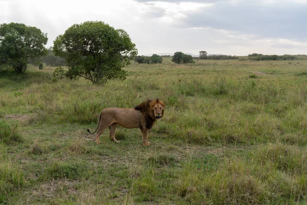 狮子在肯尼亚的马赛马拉保护区的草丛中休息 有鬃毛的雄狮 — 图库照片